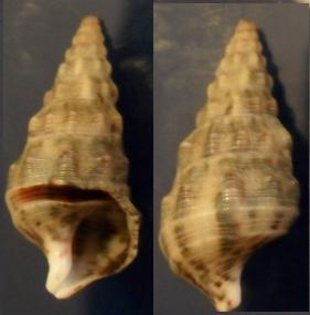 cerithium vulgatum?